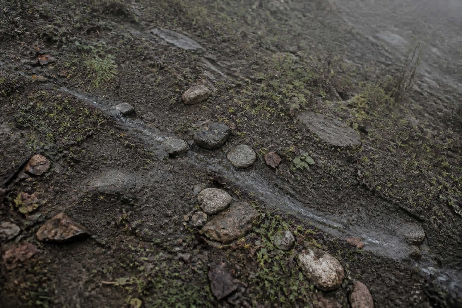 雨上がりの斜面に現れた土・石・植生の地形